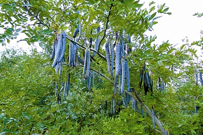 鐨傝崥,鐨傝崥鍖荤枟鍔熸晥