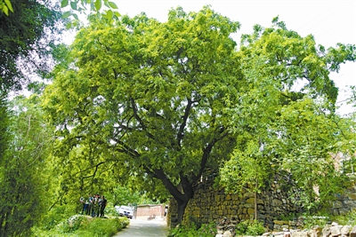 鐨傝崥,鐨傝崥鍖荤枟鍔熸晥