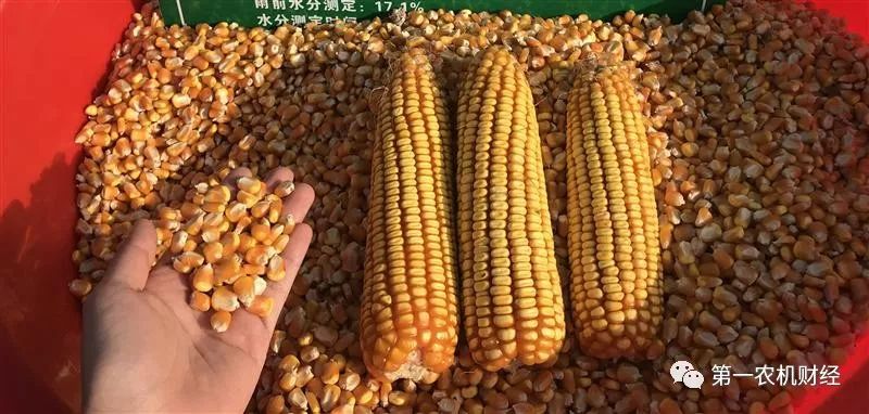 打通玉米籽粒机收最后一公里——2019年国家玉米良种重大科研联合攻关暨籽粒地*碎机破**收技术现场会走笔