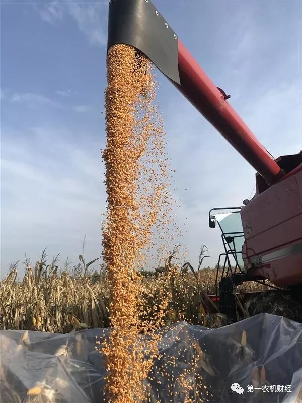 打通玉米籽粒机收最后一公里——2019年国家玉米良种重大科研联合攻关暨籽粒地*碎机破**收技术现场会走笔