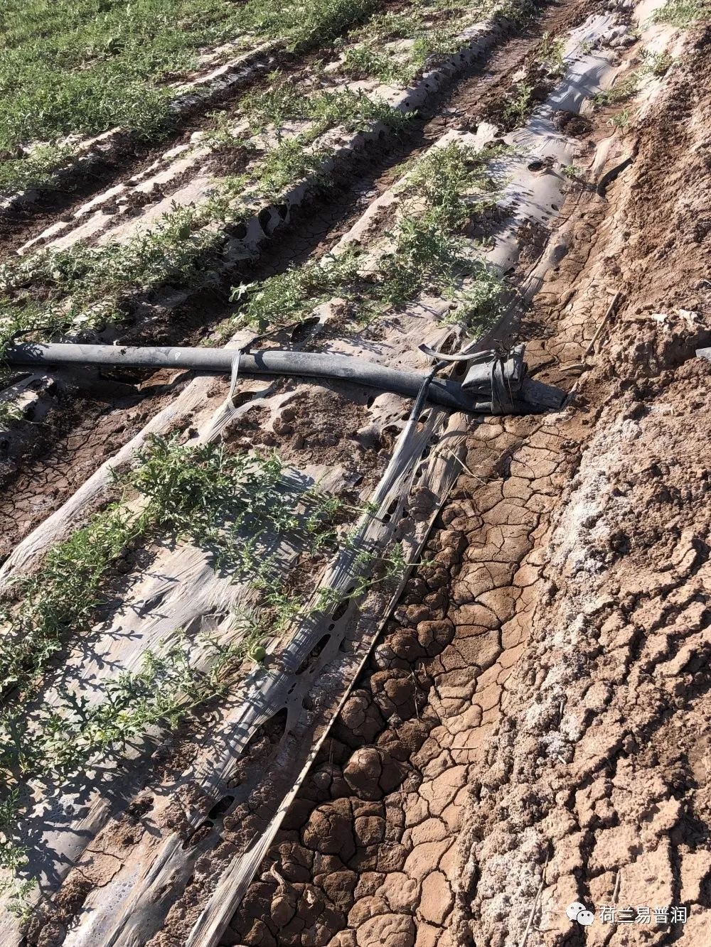 土壤盐碱化原因危害和措施,造成土壤酸碱性的原因