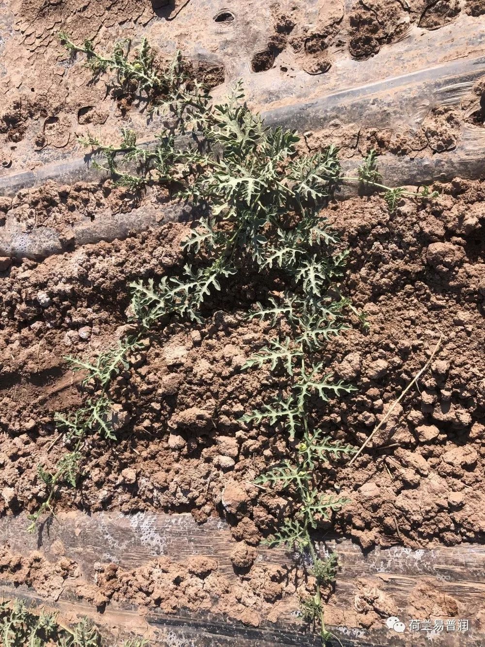 土壤盐碱化原因危害和措施,造成土壤酸碱性的原因
