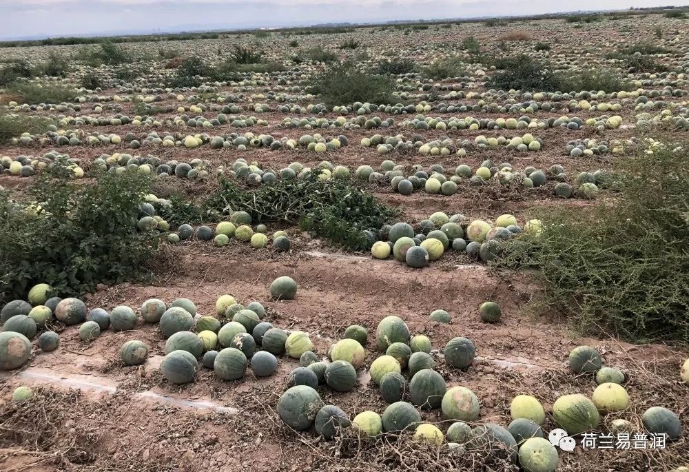 土壤盐碱化原因危害和措施,造成土壤酸碱性的原因