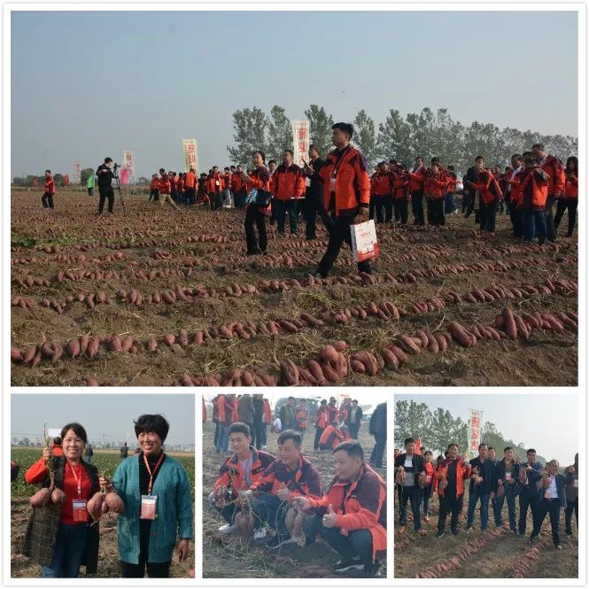 安阳全丰施必达产品,全丰施必达花生套餐