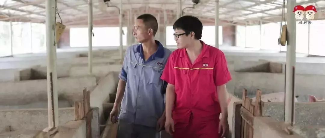 贵州双胞胎养猪加盟联系方式,双胞胎公司加农户养猪