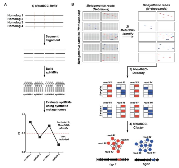 10月，33篇必读微生物研究：癌症、微生物药物、脑肠轴、皮肤-肠道轴、共生病毒、阴道微生物、菌群免疫互作、肠道黏液、粪菌移植