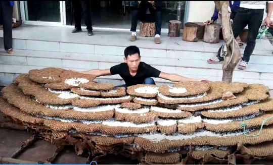 巨大的蜂巢视频,超级巨大蜂巢图片