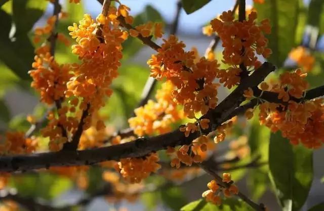 桂花开了到处弥漫着迷人的香味,桂花开了朗读