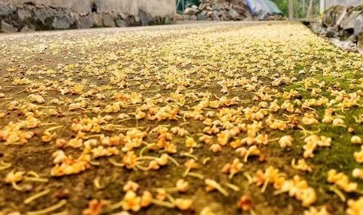 桂花开了到处弥漫着迷人的香味,桂花开了朗读