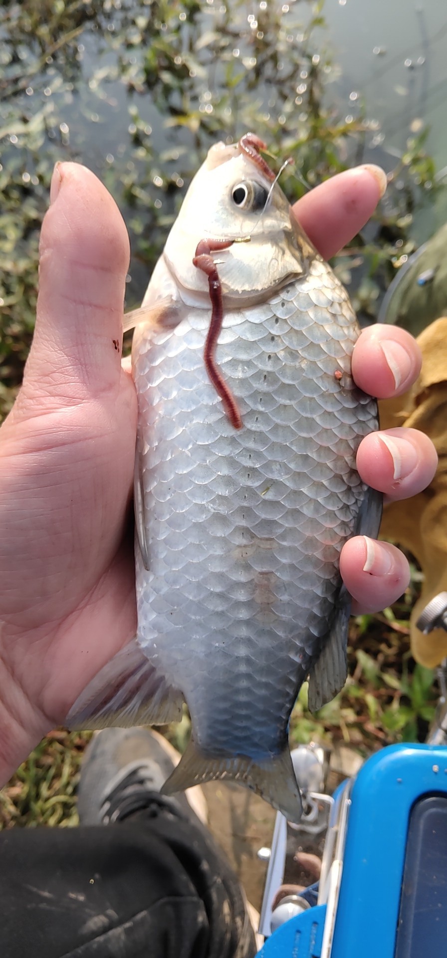 野钓窝点爆护,野钓哪个位置最容易有鱼