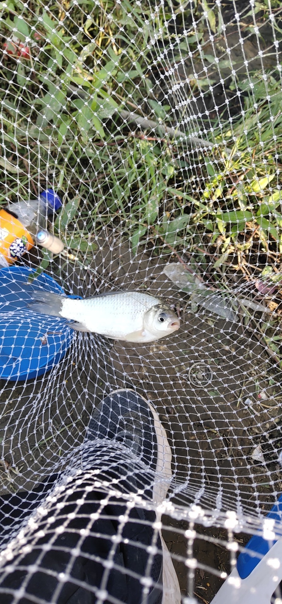 野钓窝点爆护,野钓哪个位置最容易有鱼