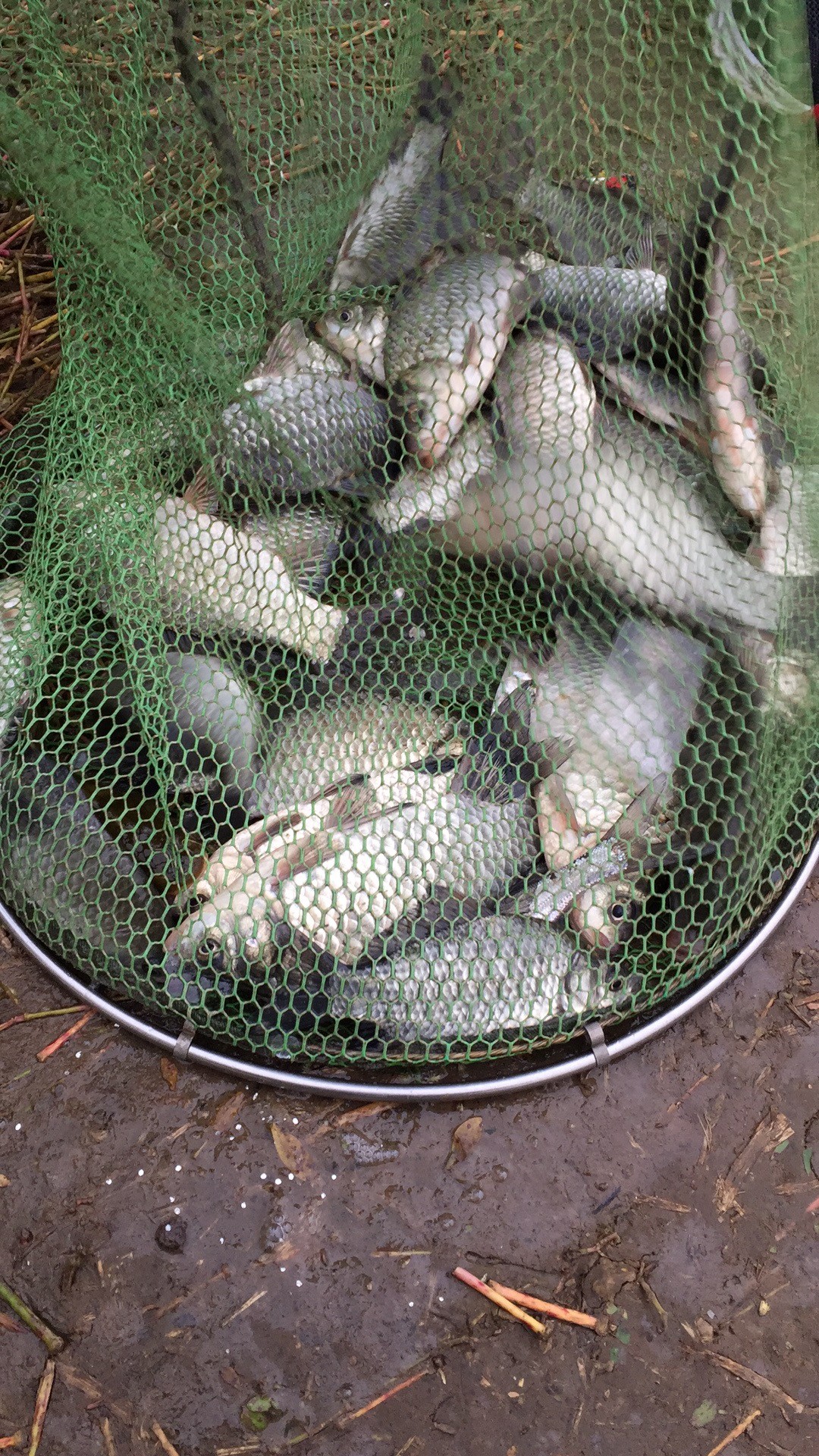 野钓窝点爆护,野钓哪个位置最容易有鱼