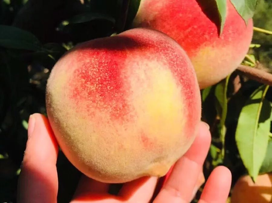 这桃子真甜,比金秋红蜜还好吃的桃子