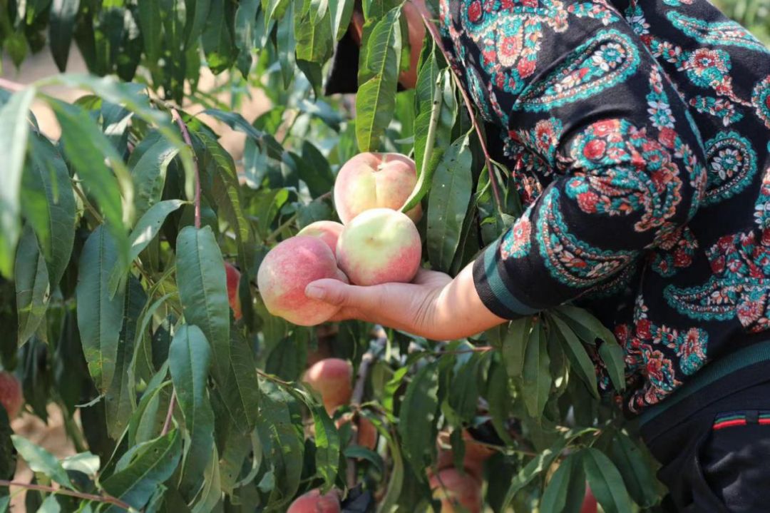 这桃子真甜,比金秋红蜜还好吃的桃子