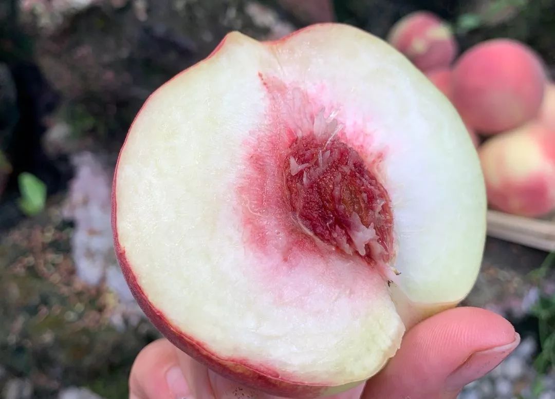 这桃子真甜,比金秋红蜜还好吃的桃子