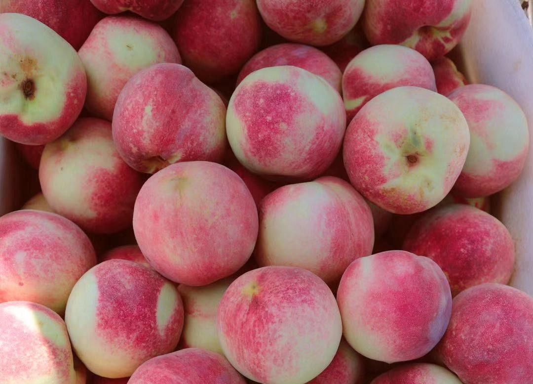 这桃子真甜,比金秋红蜜还好吃的桃子