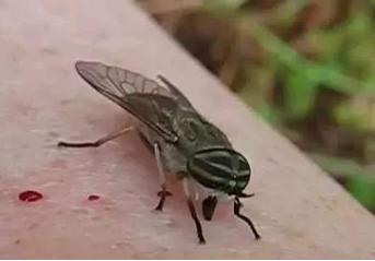 眼睛长虫子的前兆,有眼睛的恐怖的虫子