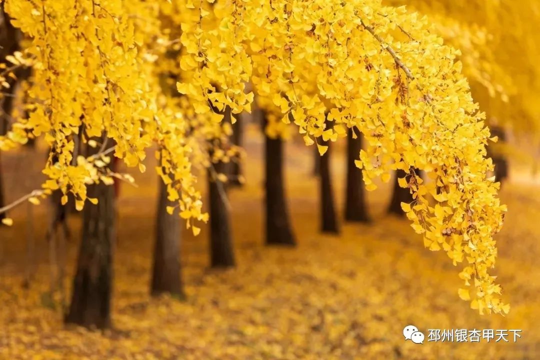 邳州银杏天下第一,邳州赏银杏树叶