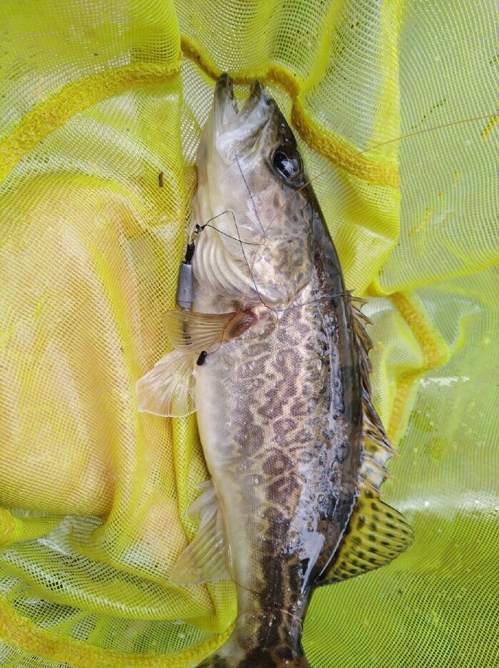 黑鱼吃东西咬得深怎么取钩,捕捉黑鱼最简单方法