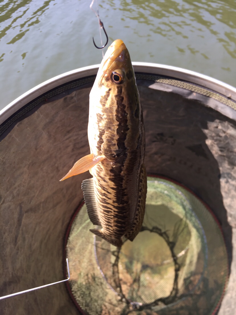 黑鱼吃东西咬得深怎么取钩,捕捉黑鱼最简单方法