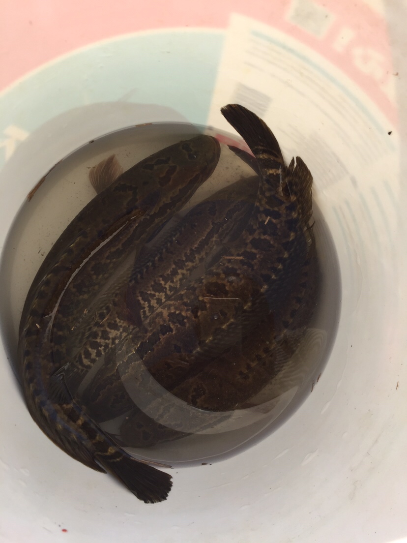 黑鱼吃东西咬得深怎么取钩,捕捉黑鱼最简单方法