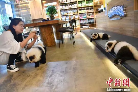 熊猫为什么会染上松狮犬,松狮犬染熊猫色让熊猫看
