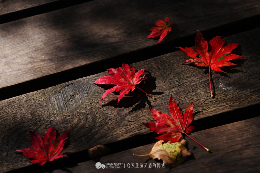 落英缤纷指的是哪个季节,落英缤纷是美景吗