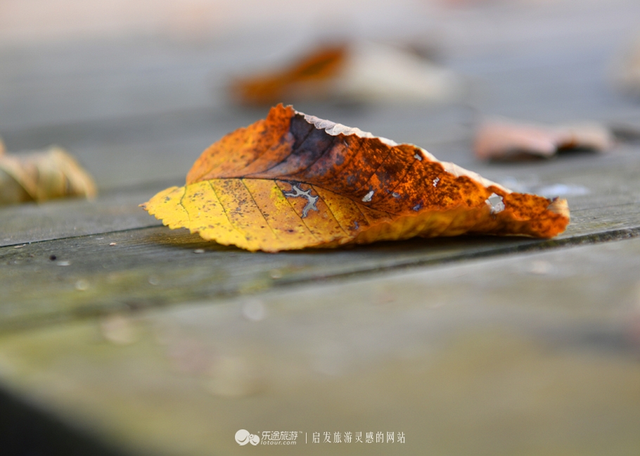 落英缤纷指的是哪个季节,落英缤纷是美景吗
