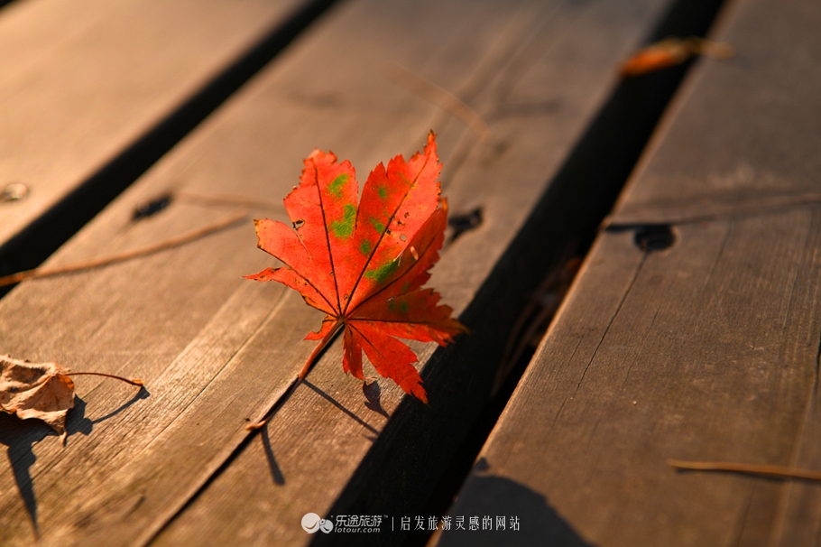 落英缤纷指的是哪个季节,落英缤纷是美景吗