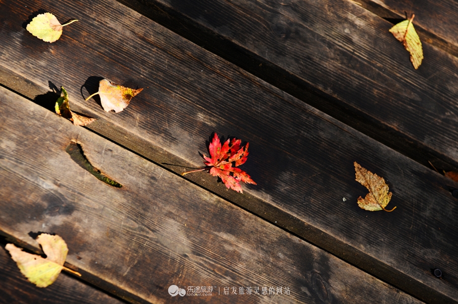 落英缤纷指的是哪个季节,落英缤纷是美景吗