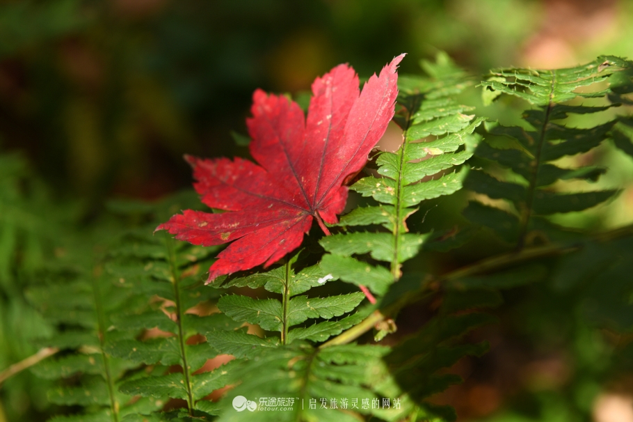 落英缤纷指的是哪个季节,落英缤纷是美景吗