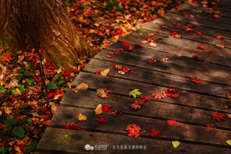 落英缤纷指的是哪个季节,落英缤纷是美景吗