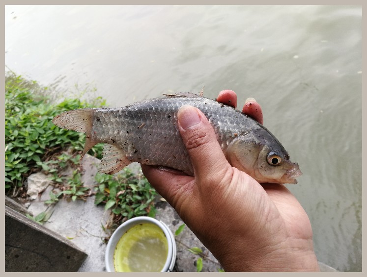 第一天打窝没口第二天还要打窝吗,第一天打窝第二天钓