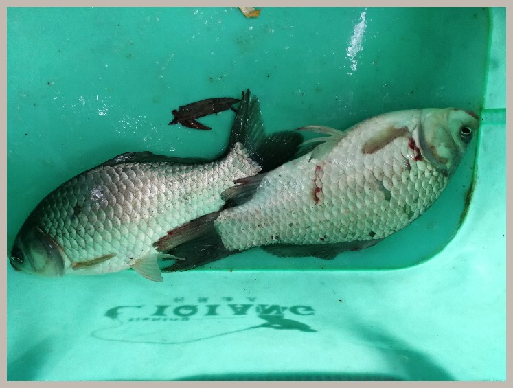 第一天打窝没口第二天还要打窝吗,第一天打窝第二天钓