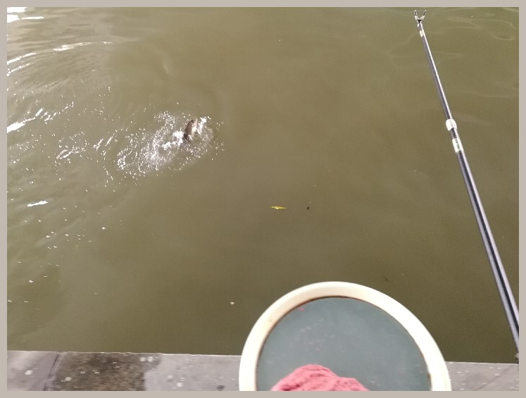 第一天打窝没口第二天还要打窝吗,第一天打窝第二天钓