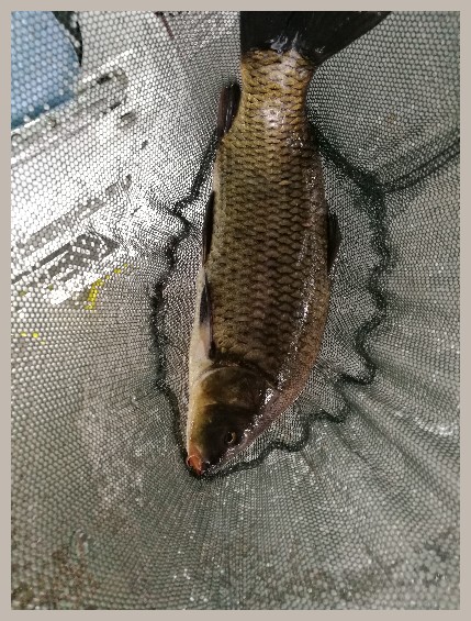 第一天打窝没口第二天还要打窝吗,第一天打窝第二天钓