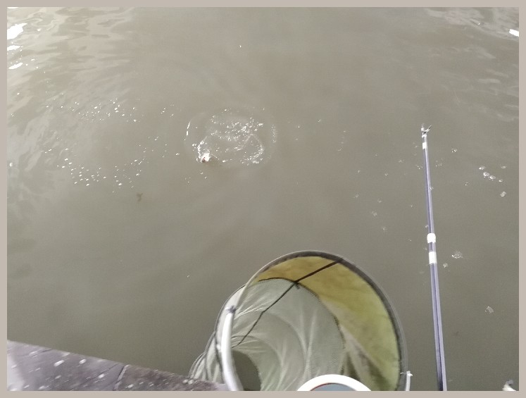 第一天打窝没口第二天还要打窝吗,第一天打窝第二天钓