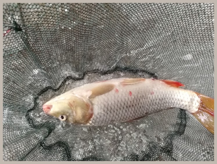 第一天打窝没口第二天还要打窝吗,第一天打窝第二天钓