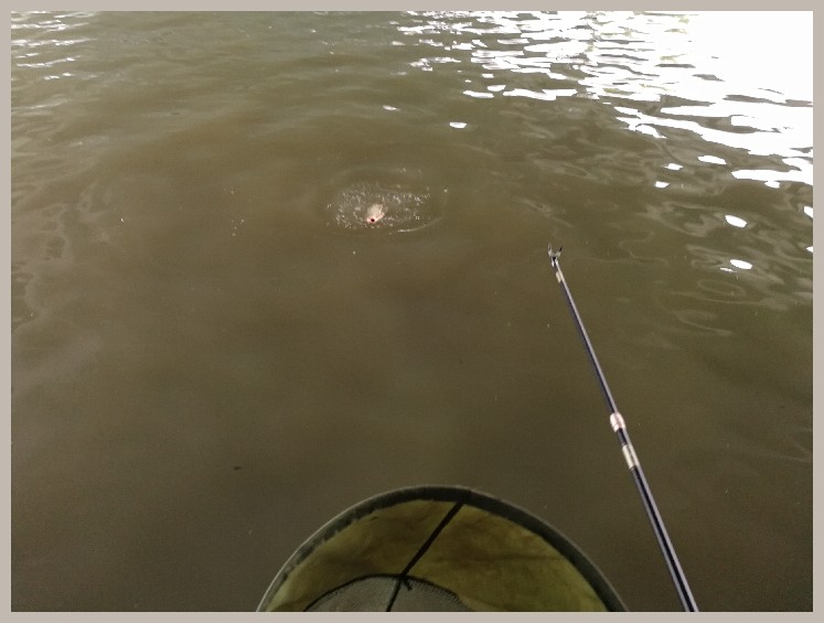 第一天打窝没口第二天还要打窝吗,第一天打窝第二天钓