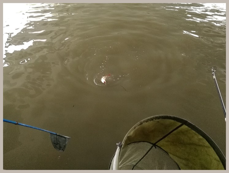 第一天打窝没口第二天还要打窝吗,第一天打窝第二天钓