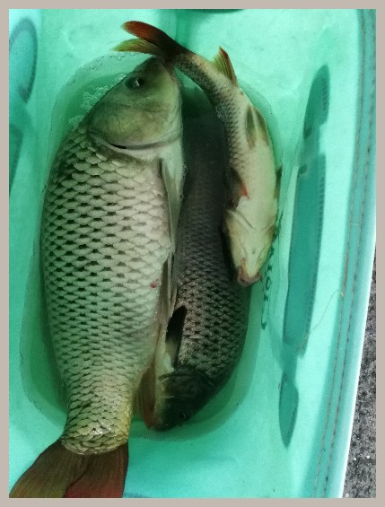 第一天打窝没口第二天还要打窝吗,第一天打窝第二天钓