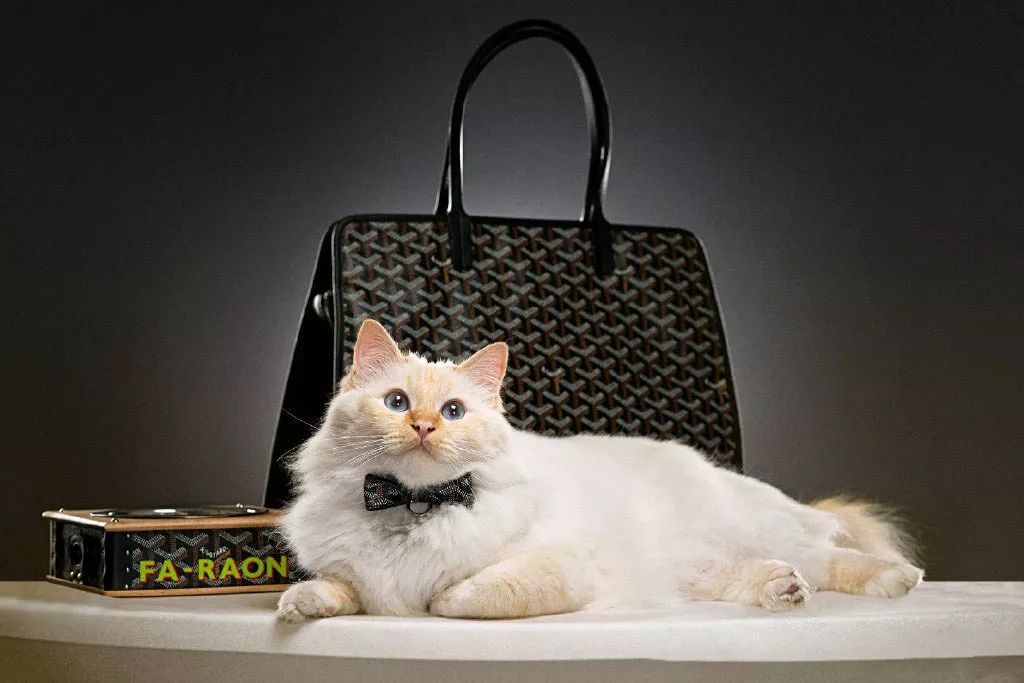 哪里有goyard,大陆有goyard吗