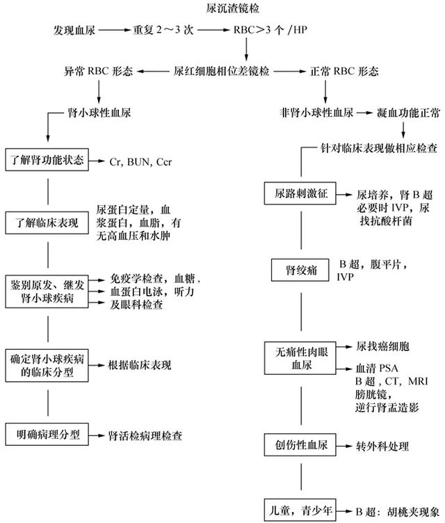 一图读懂：尿液发红就是血尿吗？|医学科普
