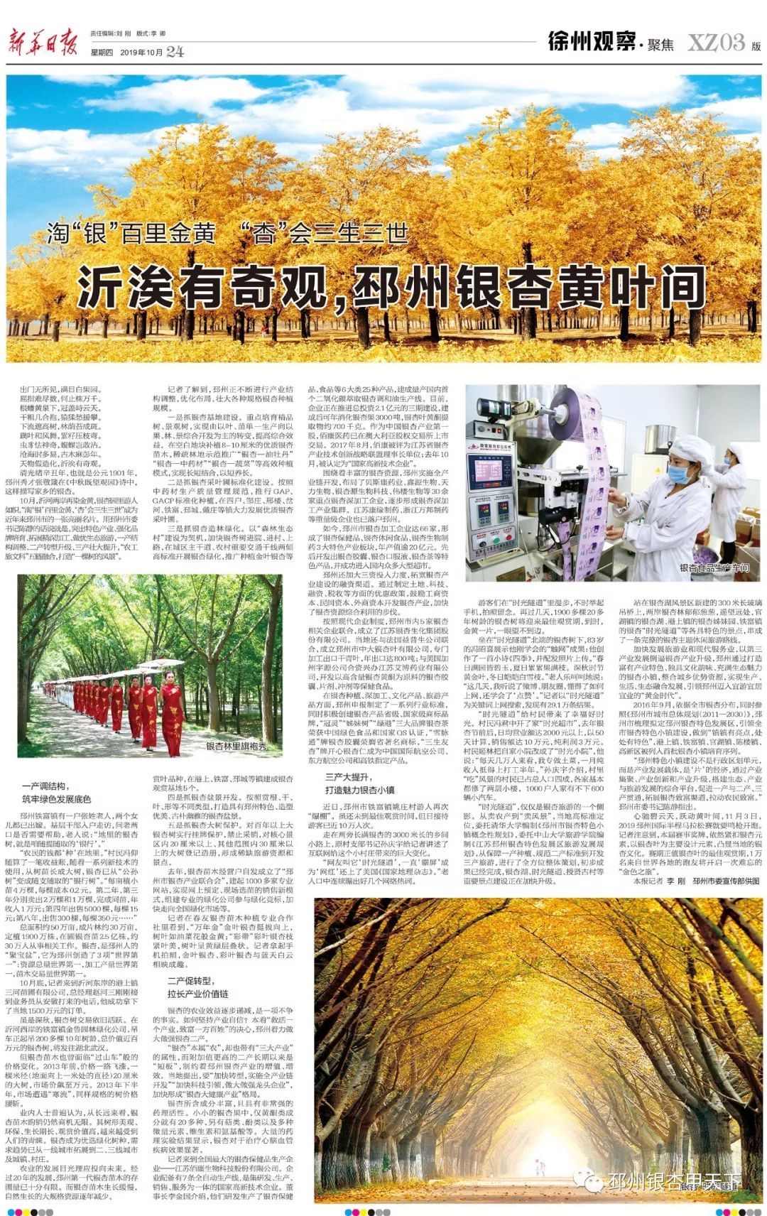 邳州银杏天下第一,邳州赏银杏树叶