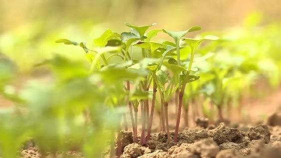 邳州银杏天下第一,邳州赏银杏树叶