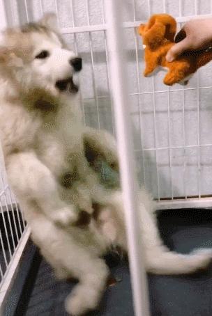 在哪里可以买到狗狗的玩具,狗狗的玩具什么地方有卖的