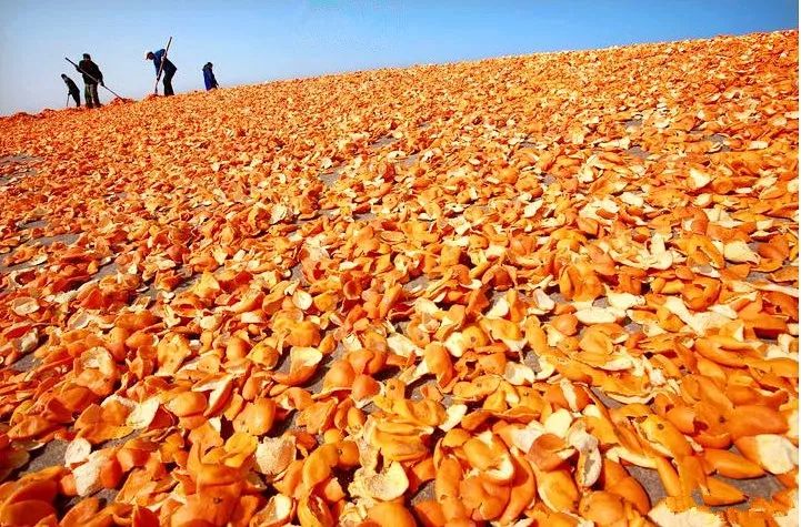 浙江哪里的橘子很有名,浙江最好的橘子