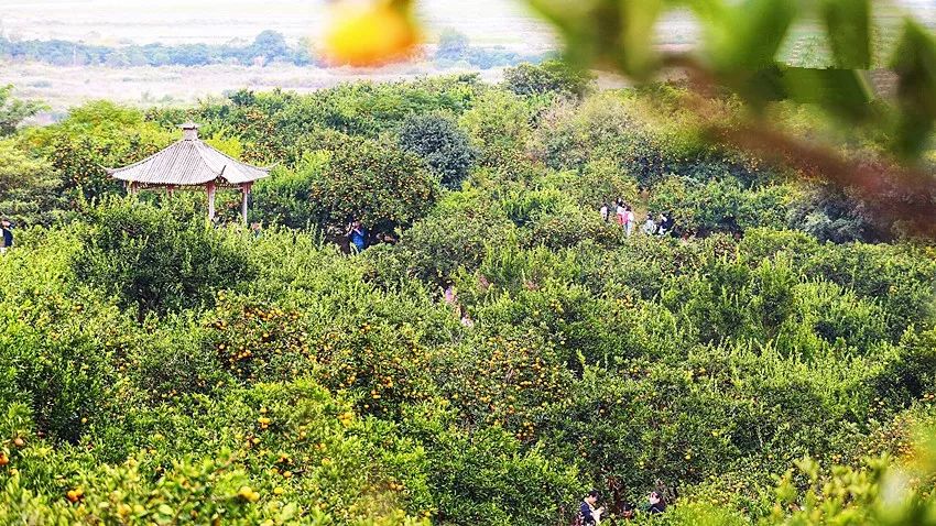 浙江哪里的橘子很有名,浙江最好的橘子