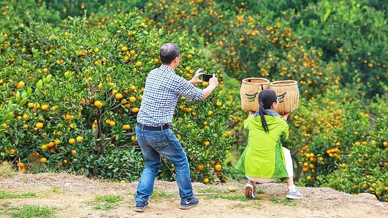 浙江哪里的橘子很有名,浙江最好的橘子