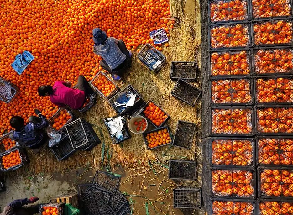 浙江哪里的橘子很有名,浙江最好的橘子